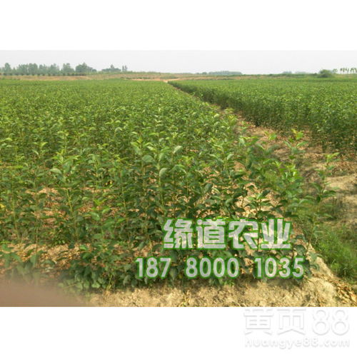 貴州大櫻桃產(chǎn)業(yè)新篇章 探索2017年新品種與種植基地的蓬勃發(fā)展