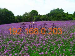 青州市彥明花卉苗木種植專業(yè)合作社 專業(yè)批發(fā)綠化苗木，打造生態(tài)美麗家園