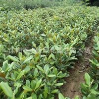 走進(jìn)宿遷沭陽香之緣綠化園藝 苗木種植的藝術(shù)與產(chǎn)業(yè)實踐