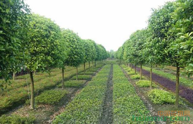 當(dāng)前苗木形勢與園林綠化苗木行業(yè)競爭分析