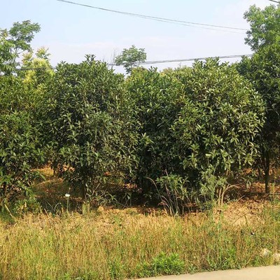 荊門豫宛桂花樹基地 專業(yè)苗木供應(yīng)與科學(xué)種植典范