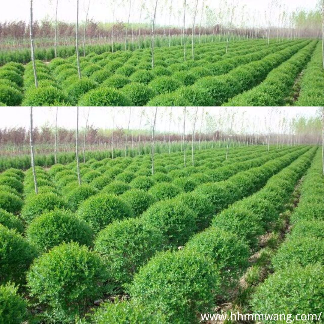 綠化苗木人工培育 形態(tài)特征與標(biāo)準(zhǔn)化種植的現(xiàn)代實踐