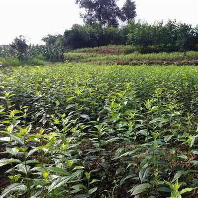 渝逸苗木種植場 高品質(zhì)杜仲苗，助力中藥材綠色產(chǎn)業(yè)
