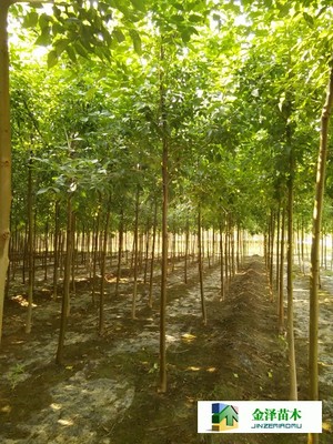 河北保定博野金澤綠化苗木基地 遼寧、山西、山東白蠟苗木的種植與供應(yīng)優(yōu)勢